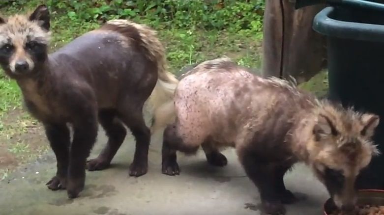 毛の無い ただれた脱毛タヌキって思われたら ﾀﾇｷｳｫｰｶｰｽﾞ野生動物探索日記