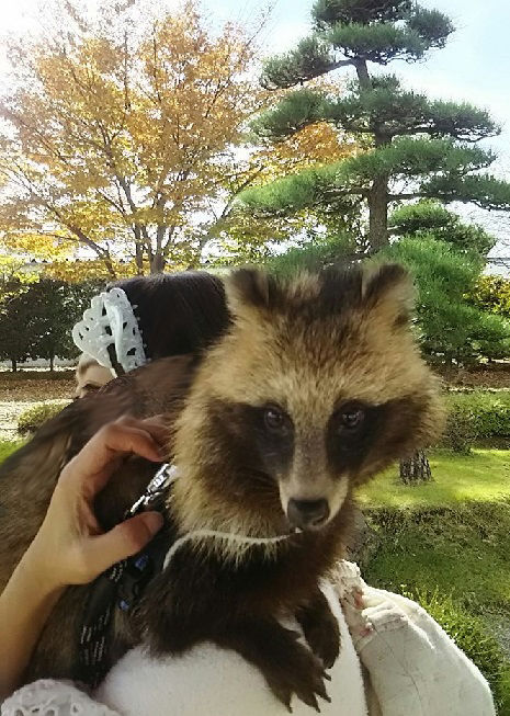 新潟の出張で にいがたぬき タヌキウォーカーズ野生動物探索日記 新潟の出張で にいがたぬき タヌキウォーカーズ野生動物探索日記