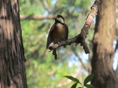 タヌキウォーカー探索に行くと県立座間谷戸山公園