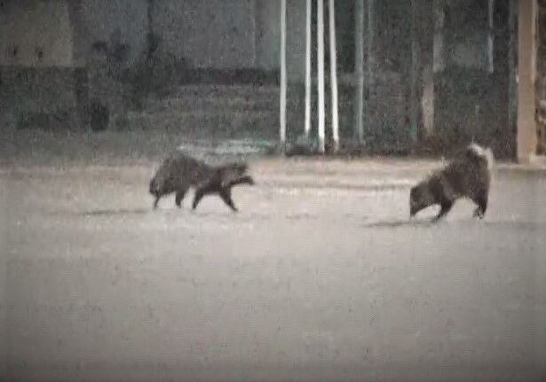 東京 世田谷公園の夫婦タヌキ タヌキウォーカーズ野生動物探索日記 東京 世田谷公園の夫婦タヌキ タヌキウォーカーズ野生動物探索日記