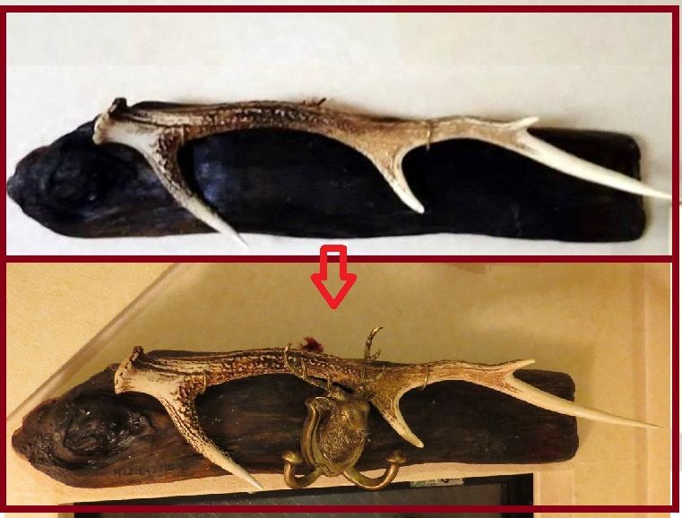 家宝は寝て待て 思わぬところから鹿の角 瓢箪から駒角 喜 ﾀﾇｷｳｫｰｶｰｽﾞ野生動物探索日記