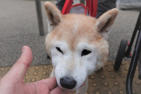 ネネちゃん17歳