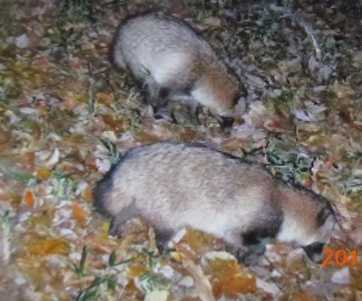 狸ウォーカー 平成狸合戦ぽんぽこの里山 東京都多摩市 ﾀﾇｷｳｫｰｶｰｽﾞ野生動物探索日記