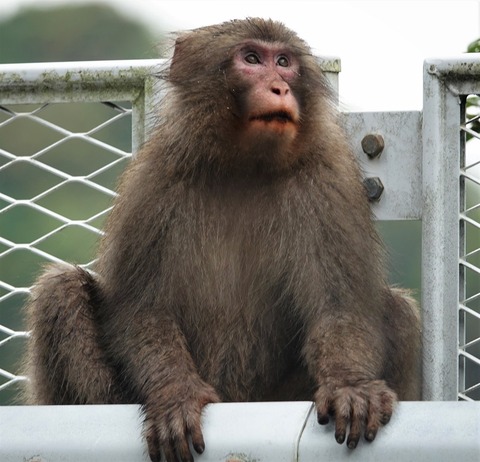 野生動物探索、宮ケ瀬湖の猿