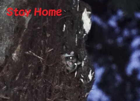 Stay Home