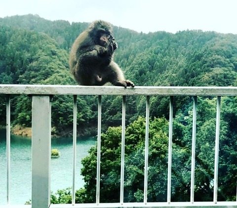 野生動物探索、宮ケ瀬湖の猿