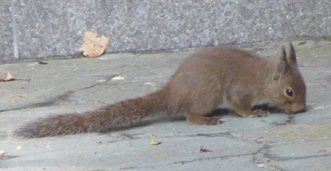 野生動物探し山中湖