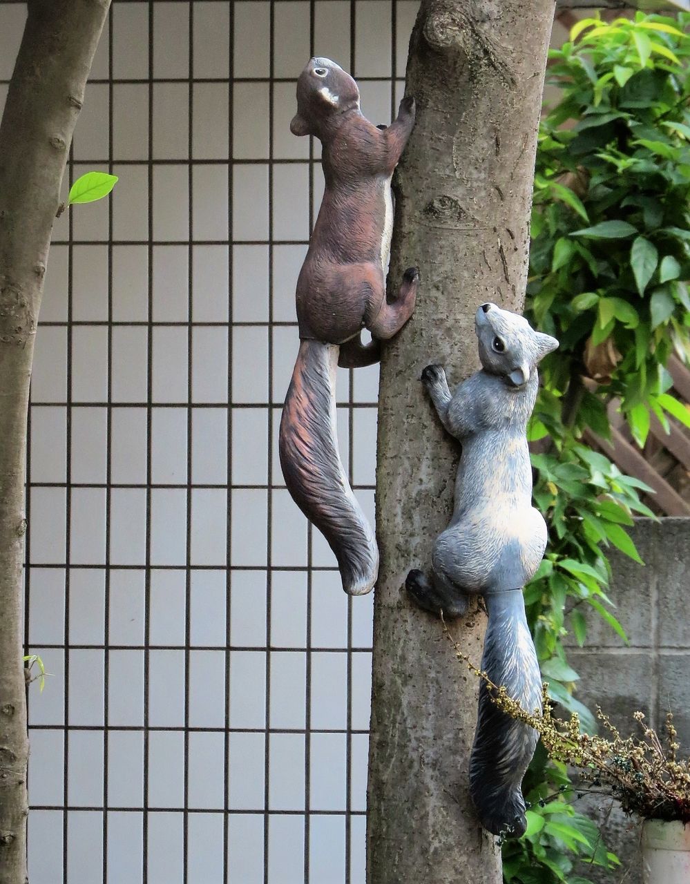 我が家もリスを飼 買 いました V タヌキウォーカーズ野生動物探索日記 我が家もリスを飼 買 いました V タヌキウォーカーズ野生動物探索日記