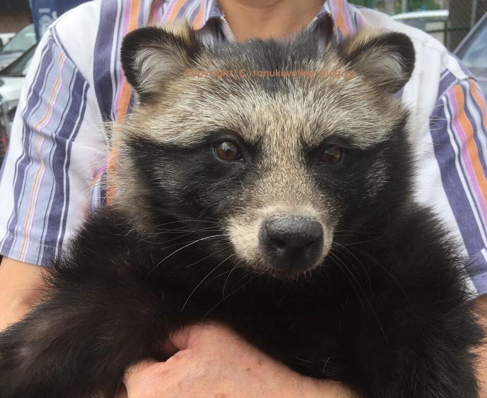 日曜日、我が家にタヌキが遊びにやって来た : ﾀﾇｷｳｫｰｶｰｽﾞ野生動物探索日記
