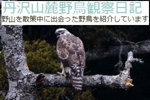 丹沢山麓野鳥観察日記