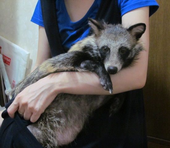 全国たぬき好きの会 西の和歌山たぬきくん宅訪問記第2章 ﾀﾇｷｳｫｰｶｰｽﾞ野生動物探索日記