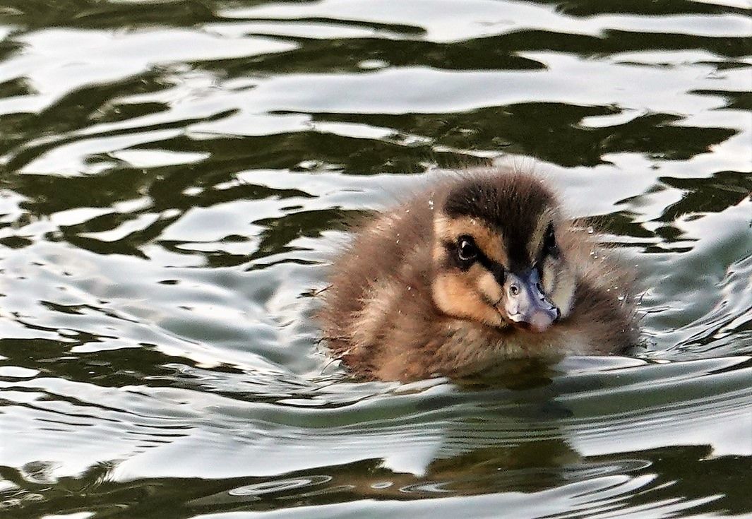 午後から世田谷公園のカルガモのヒナ タヌキウォーカーズ野生動物探索日記 午後から世田谷公園のカルガモのヒナ タヌキウォーカーズ野生動物探索日記