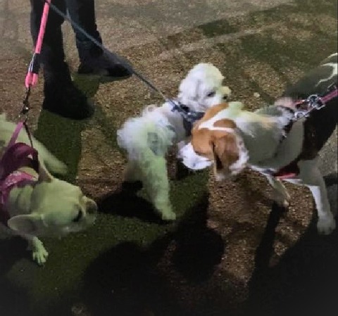 ココちゃんオモチちゃん