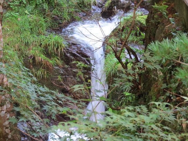 タヌキ散策がガキの使い松本人志の廃旅館一泊の旅ロケ地へ ﾀﾇｷｳｫｰｶｰｽﾞ野生動物探索日記