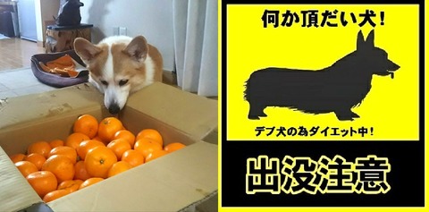 くいしんぼバディ