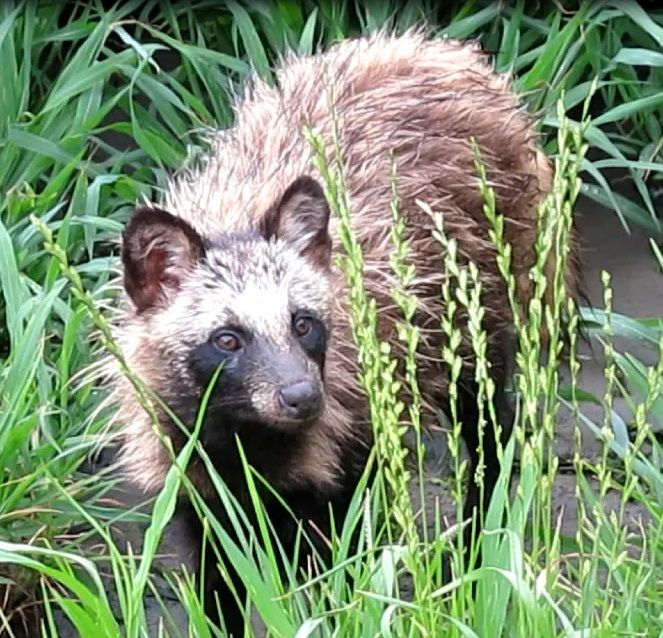 ｔｄｌの裏手のｔｔｌ 東京タヌニーランド 2 ﾀﾇｷｳｫｰｶｰｽﾞ野生動物探索日記