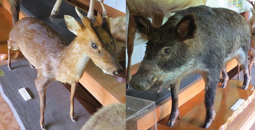 千葉キョン探し2 犯獣は誰だっ タヌキウォーカーズ野生動物探索日記 千葉キョン探し2 犯獣は誰だっ タヌキウォーカーズ野生動物探索日記
