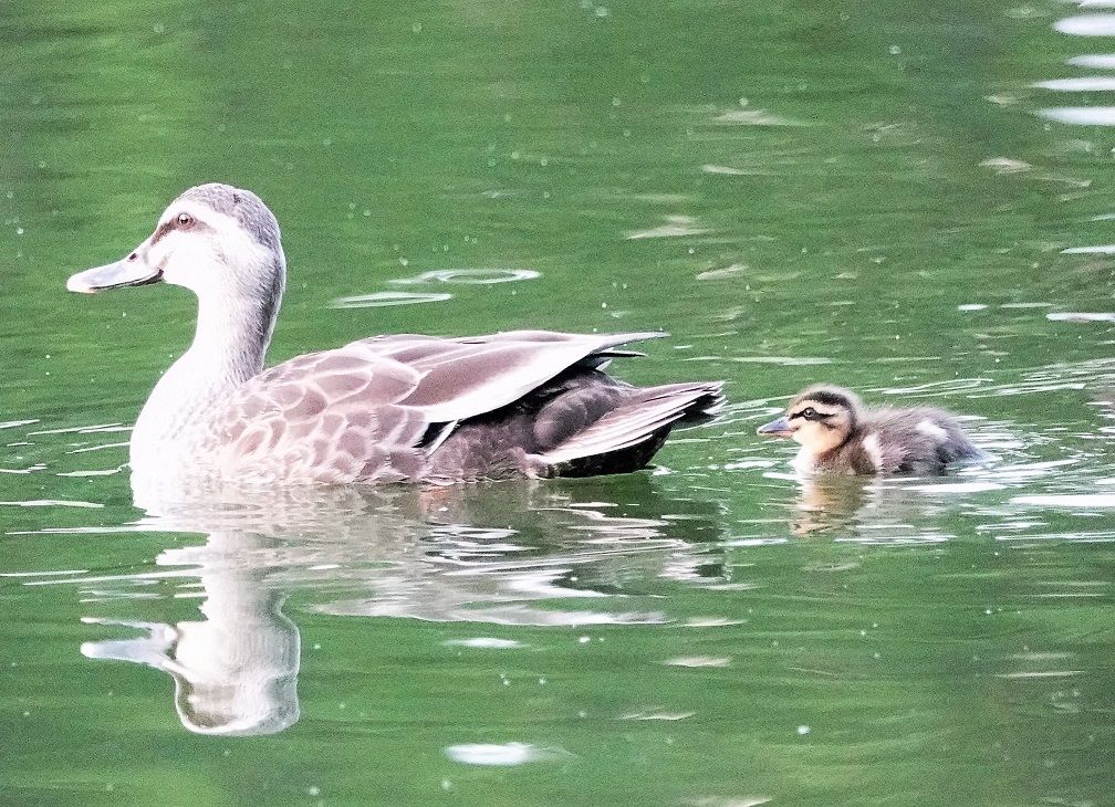 午後から世田谷公園のカルガモのヒナ タヌキウォーカーズ野生動物探索日記 午後から世田谷公園のカルガモのヒナ タヌキウォーカーズ野生動物探索日記