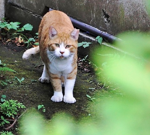 野良猫