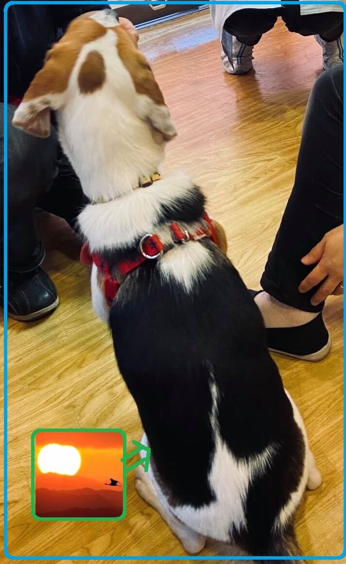 新春縁起21年 我が家の縁起柄な御神犬 カモメ ビーグル ﾀﾇｷｳｫｰｶｰｽﾞ野生動物探索日記