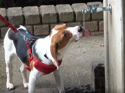 カモメ水飲み場