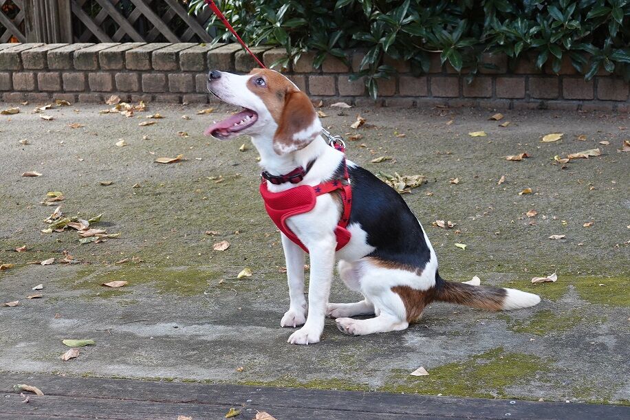 家犬のビーグル カモメの初散歩 室内教習からの初の外教習へ タヌキウォーカーズ野生動物探索日記 家犬のビーグル カモメの初散歩 室内教習からの初の外教習へ タヌキウォーカーズ野生動物探索日記