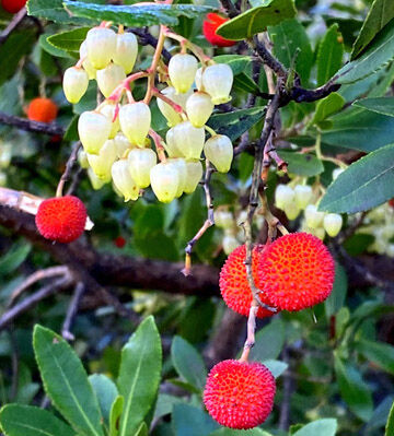 arbre de fraises1