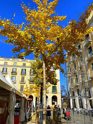 gerona1