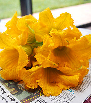 fleur de potiron