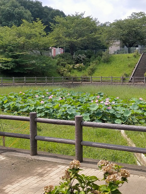 IMG20210731101028