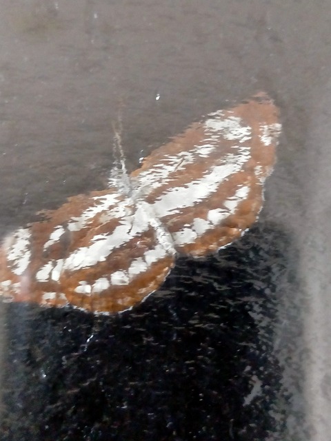 IMG20220712212406