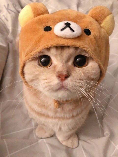 relukumacat3