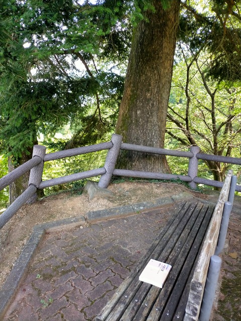 IMG20240730105733