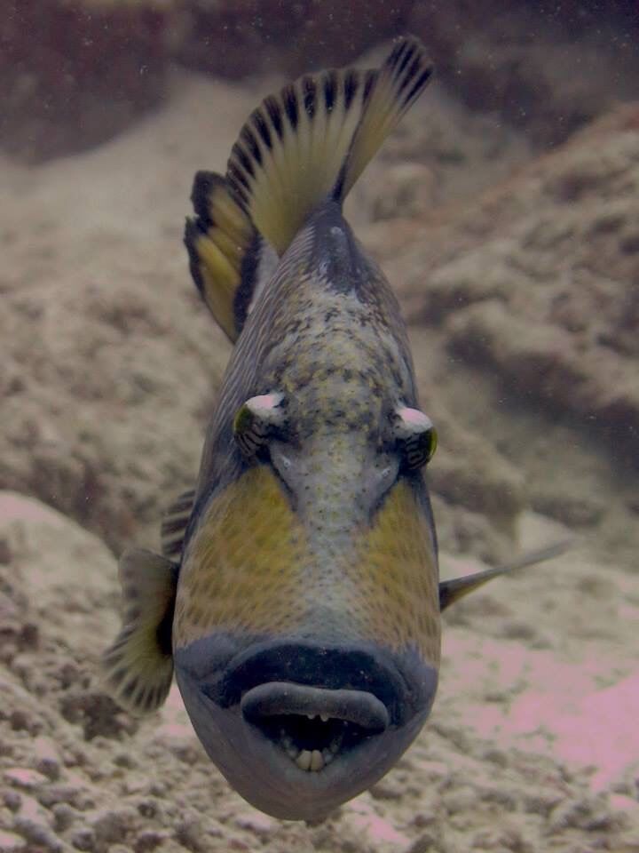 子を守る母は強し ゴマモンガラ タオ島でダイビング ーダイブサイトと 見られるお魚などを紹介します