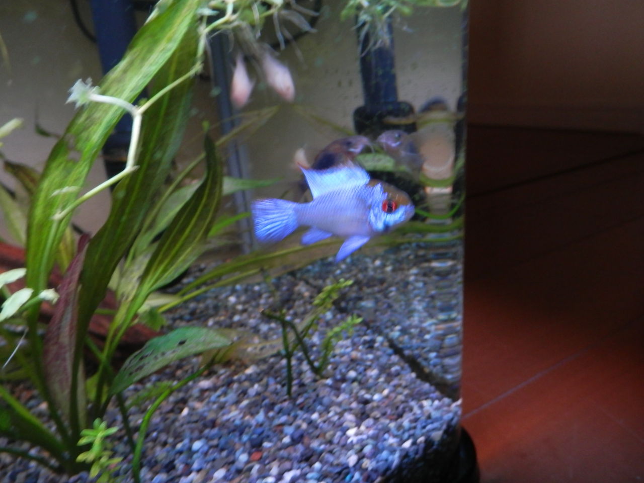 家の水槽紹介 学生による気ままに更新熱帯魚日記