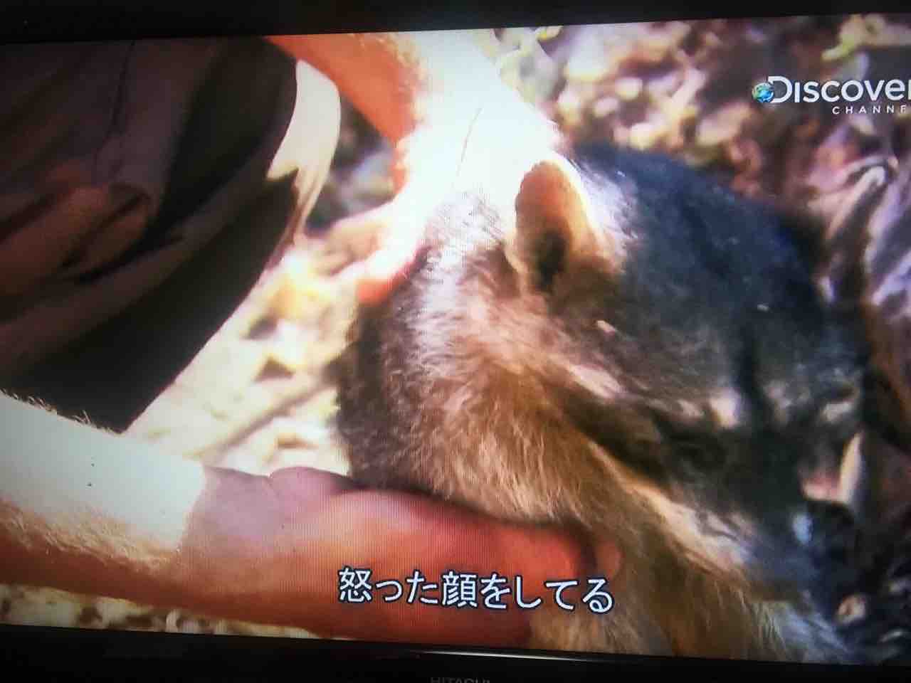 怒涛のp音 サバイバル 男気クッキング 英語 字幕 たっぷのブログ2冊目 怒涛のp音 サバイバル 男気クッキング 英語 字幕 たっぷのブログ2冊目