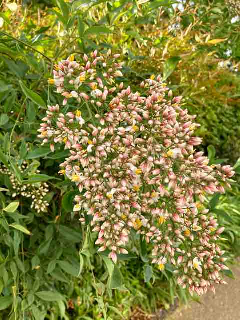 南天の花 ひかる日記