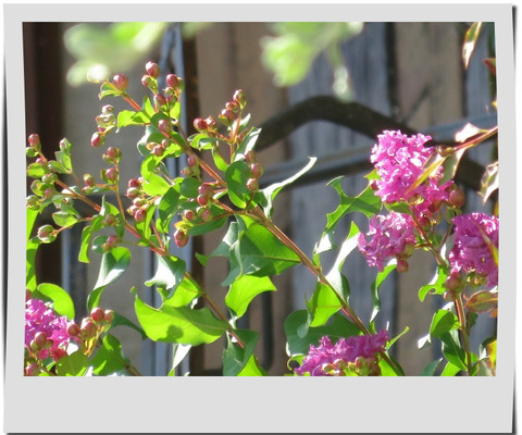 サルスベリの花