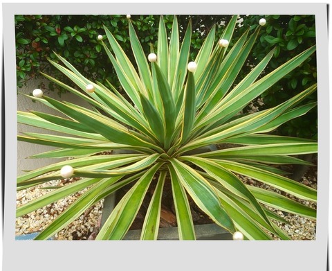 クリスマス風アガベ