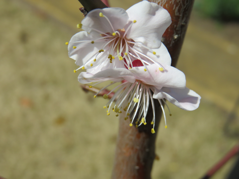 梅　豊後の花