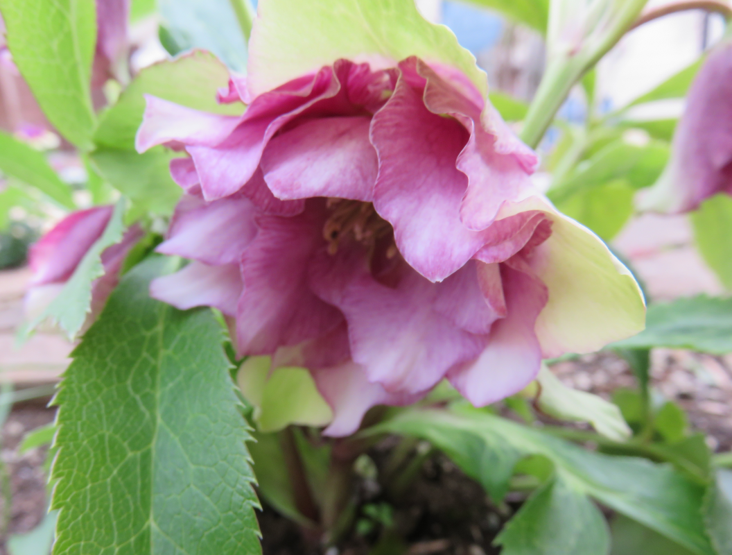 意外と楽しい 冬の庭散歩 熊本のエクステリア ガーデン タップハウス