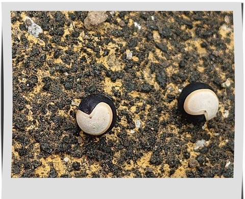 ハートの模様の種