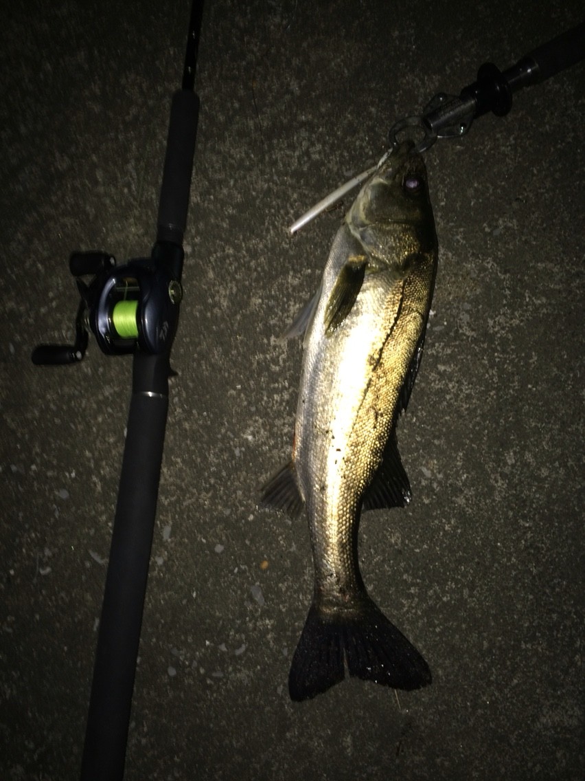 竿を振る 曲げる ユムシちゃんのblog