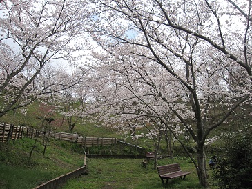か 桜並木s