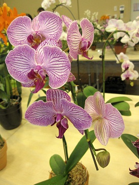 らん　しましまs