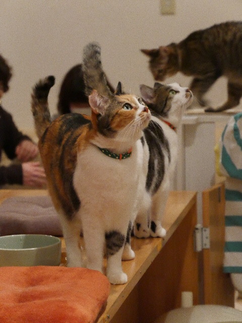 16 12 2 猫カフェ In 芦屋ねこの手 幻想夜 Tare No12 S Blog