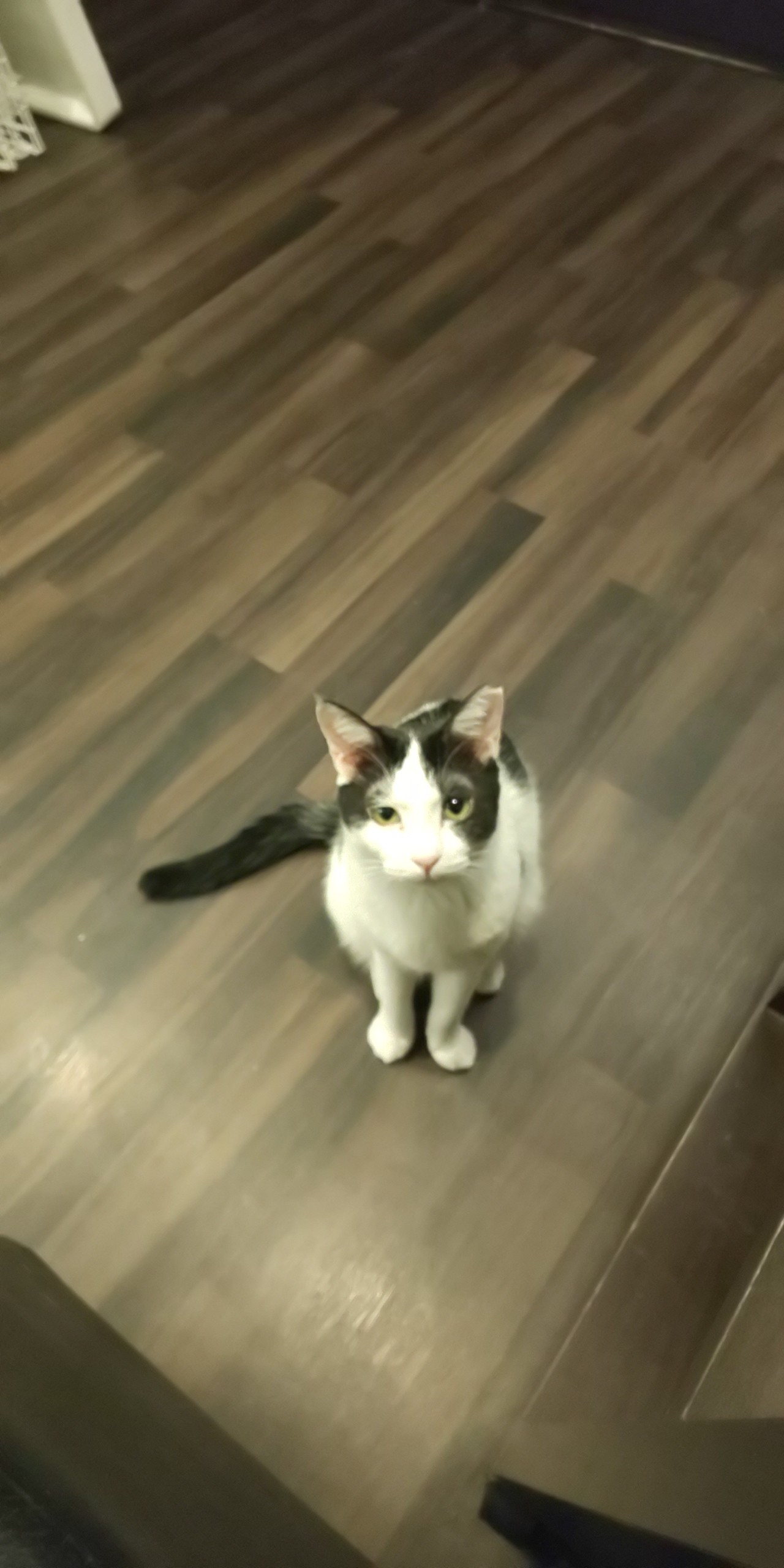 18 11 17 猫カフェ 豊中市内 幻想夜 Tare No12 S Blog 18 11 17 猫カフェ 豊中市内 幻想夜 Tare No12 S Blog
