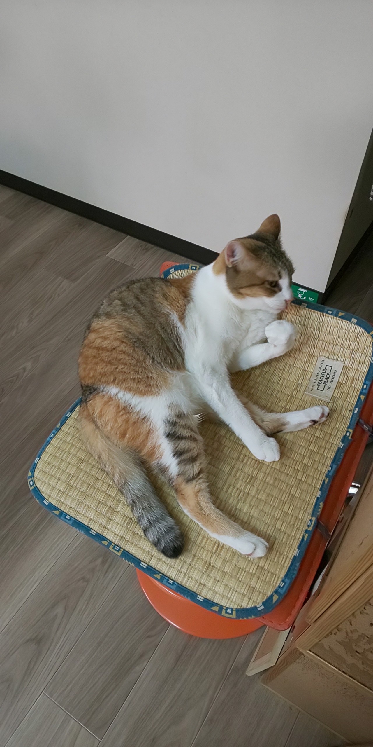18 10 7 猫カフェ 滋賀県内 幻想夜 Tare No12 S Blog 18 10 7 猫カフェ 滋賀県内 幻想夜 Tare No12 S Blog