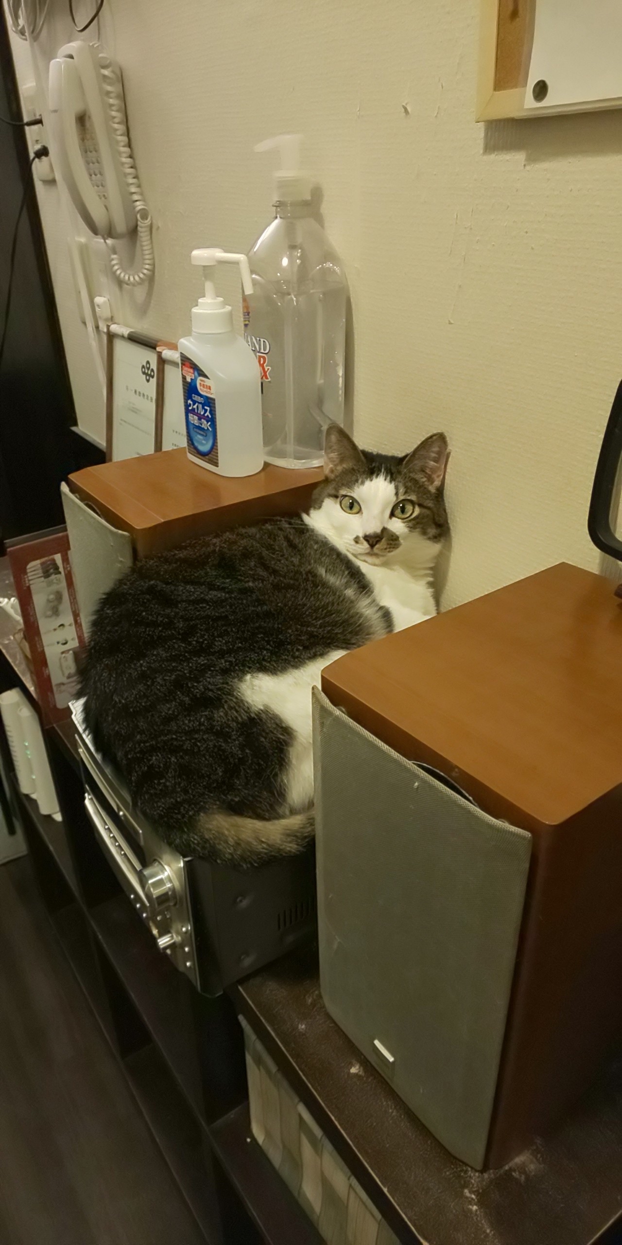18 11 17 猫カフェ 豊中市内 幻想夜 Tare No12 S Blog 18 11 17 猫カフェ 豊中市内 幻想夜 Tare No12 S Blog