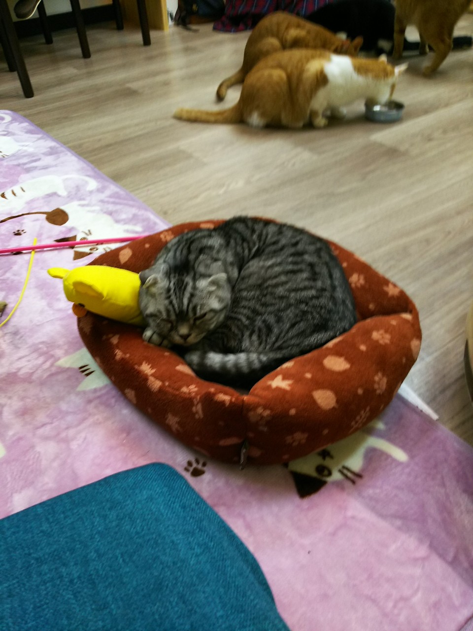 17 1 8 猫カフェ 滋賀某所 幻想夜 Tare No12 S Blog 17 1 8 猫カフェ 滋賀某所 幻想夜 Tare No12 S Blog